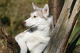 SIBERIAN HUSKY 850